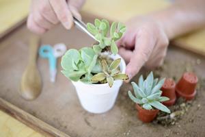 寄せ植え体験