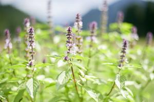 ホーリーバジル