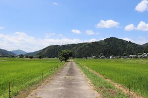寺谷の農道