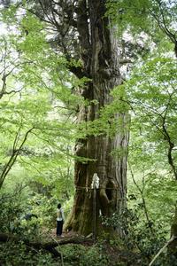 稲荷の大杉