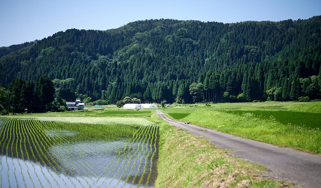 田園風景